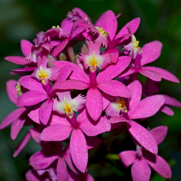 Epidendrum Pink - Without Flower | BS - Buy Orchids Plants Online by Orchid-Tree.com