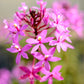 Epidendrum Variegated Pink - | BS