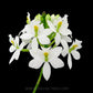 Epidendrum White - BS