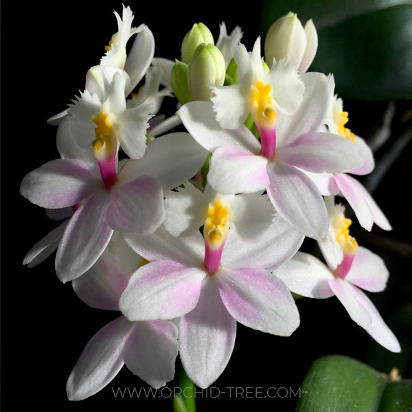 Epidendrum White - BS