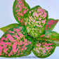 Aglonema | 6 Varieties