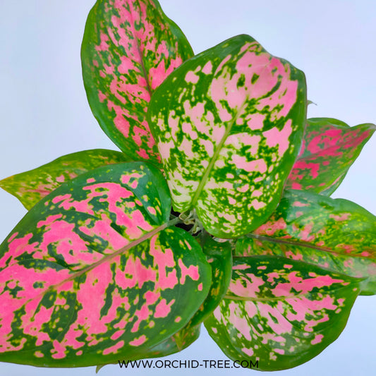 Aglonema | 6 Varieties