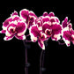 Phalaenopsis Fullers Spot - With Small Spike | FF - Buy Orchids Plants Online by Orchid-Tree.com