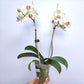 Phalaenopsis Fangmei Cream - With Flowers | FF