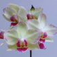 Phalaenopsis Fangmei Cream - With Flowers | FF
