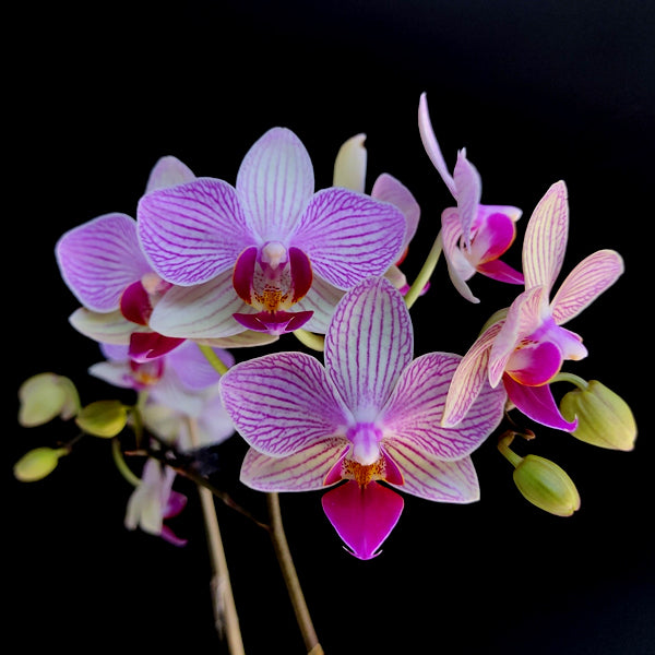 Phalaenopsis Fangmei Stripe - With Flowers | FF (single Spike)
