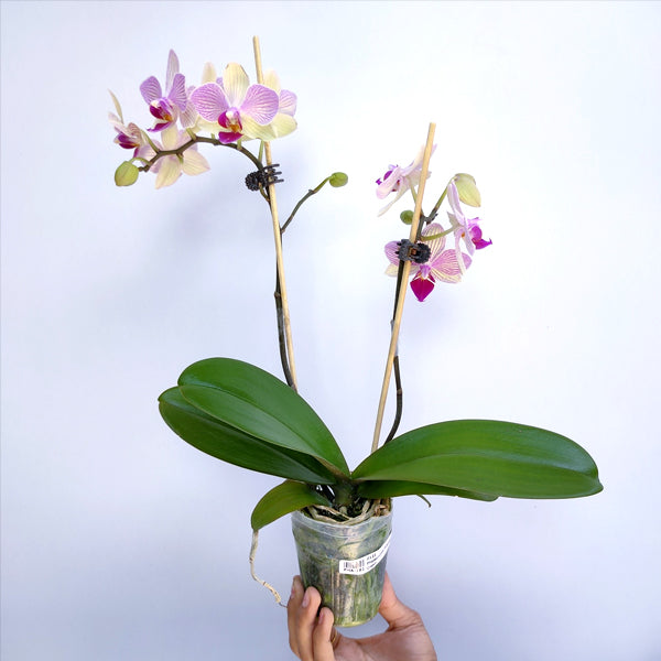 Phalaenopsis Fangmei Stripe - With Flowers | FF (single Spike)