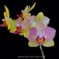 Phalaenopsis Fangmei Splash - FF