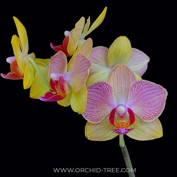 Phalaenopsis Fangmei Splash - FF