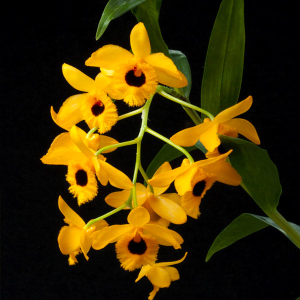 Dendrobium fimbriatum sp. - BS