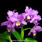 Cattleya Fitz Eugene Dixon - BS