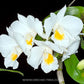 Dendrobium formosum sp. Orchid Plant- BS