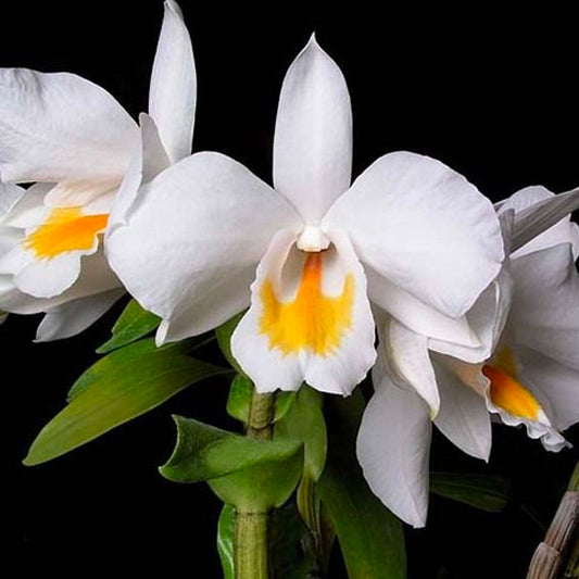 Dendrobium formosum sp. Orchid Plant- BS