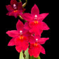 Oncidium (Burr.) Fran's Jewels '64'- Without Flowers | BS - Buy Orchids Plants Online by Orchid-Tree.com