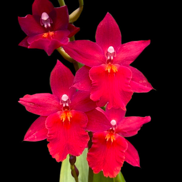Oncidium (Burr.) Fran's Jewels '64'- Without Flowers | BS - Buy Orchids Plants Online by Orchid-Tree.com