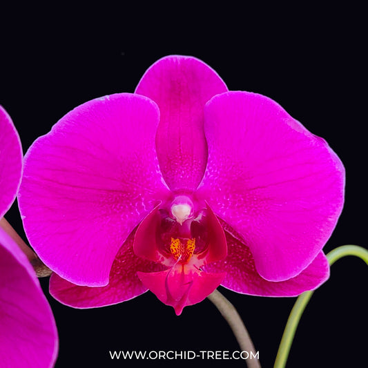 Phalaenopsis Lianher Omega Orchid Plant - FF