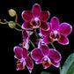 Phalaenopsis Fullers New Red - FF
