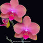 Phalaenopsis Fullers Rusty - FF