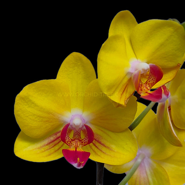 Phalaenopsis Fuller's Gold Princess Orchid Plant - FF