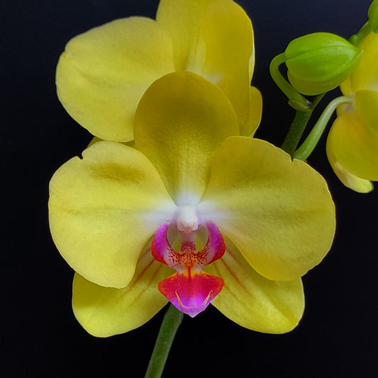 Phalaenopsis Fuller's Sunset Orchid Plant - FF