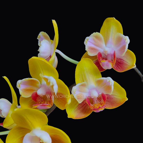 Phalaenopsis Fuller's Gold Princess | Mutant  -  FF