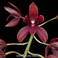 Grammatocymbidium (HTC) Pakkret Garuda Red - BS