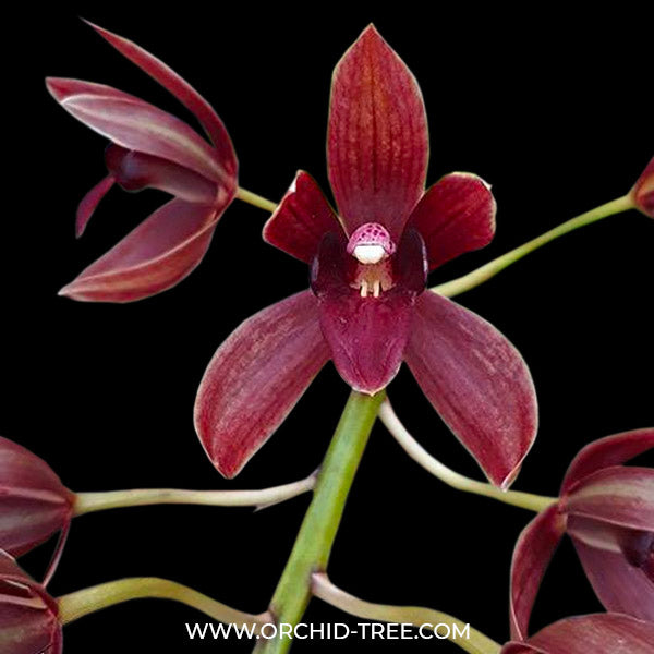 Grammatocymbidium (HTC) Pakkret Garuda Red - BS