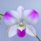 Dendrobium Giant Pink - Without Flowers | BS