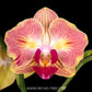 Phalaenopsis Fullers Gold Stripe 458 Peloric (2 eyes) - FF