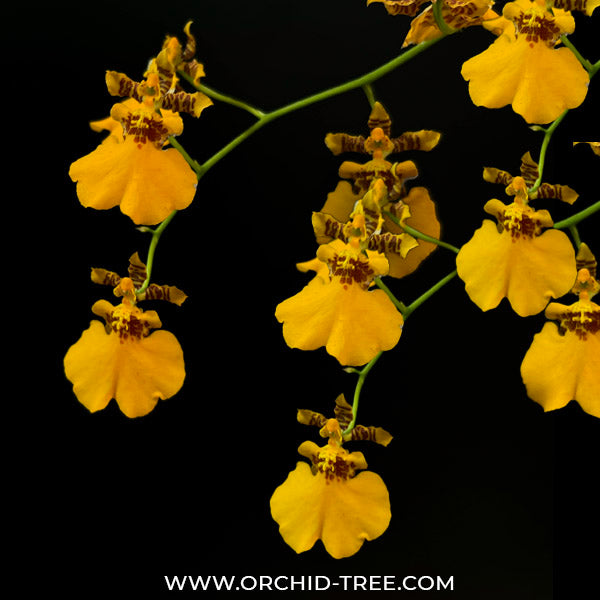 Oncidium Golden Orange - BS