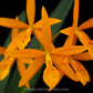 Cattleya (Pvc.) Golden Peacock - BS