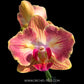 Phalaenopsis Fullers Gold Stripe 458 Peloric (2 eyes) - FF