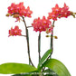 Phalaenopsis Goodnight Kiss - FF