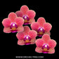 Phalaenopsis Gypsy Festival - BS