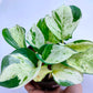 Money Plant Compacta - Buy Orchids Plants Online by Orchid-Tree.com