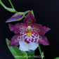 Oncidium (Bur.) Guan Shin Diamond - FF