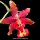 Oncidium (Burr.) Guann Shin Rouge 'Ruby'- BS