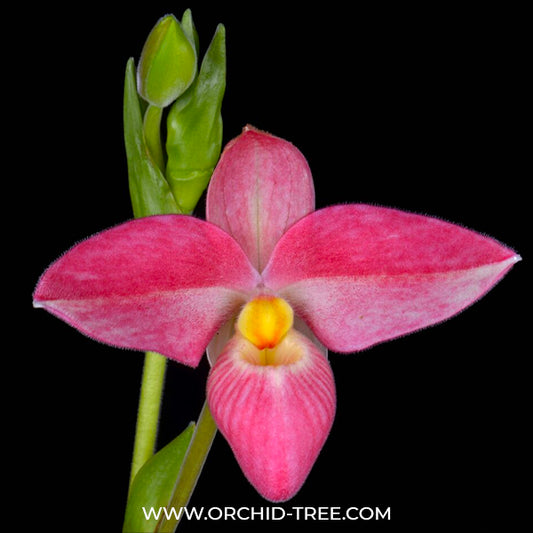 Phragmipedium Hanne Popow - BS