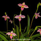 Phragmipedium Hanne Popow - BS