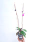 Phalaenopsis Happy Valentine x Doritis pulcherrima - FF