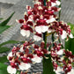 Oncidium Heaven Scent Redolence -  FF