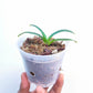 Paphiopedilum henryanum Sp. - MS