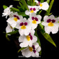 Miltoniopsis (Onc). Herralexandre - BS - Buy Orchids Plants Online by Orchid-Tree.com