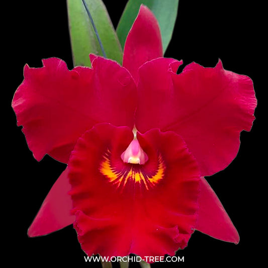Cattleya (Rlc.) Hey Song Red - BS - Buy Orchids Plants Online by Orchid-Tree.com