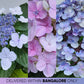 Hydrangea Small Pot