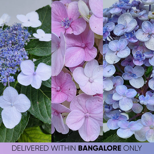 Hydrangea | with flower