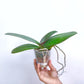 Phalaenopsis Fancy Lipstick - With Tiny Spike | FF - Buy Orchids Plants Online by Orchid-Tree.com