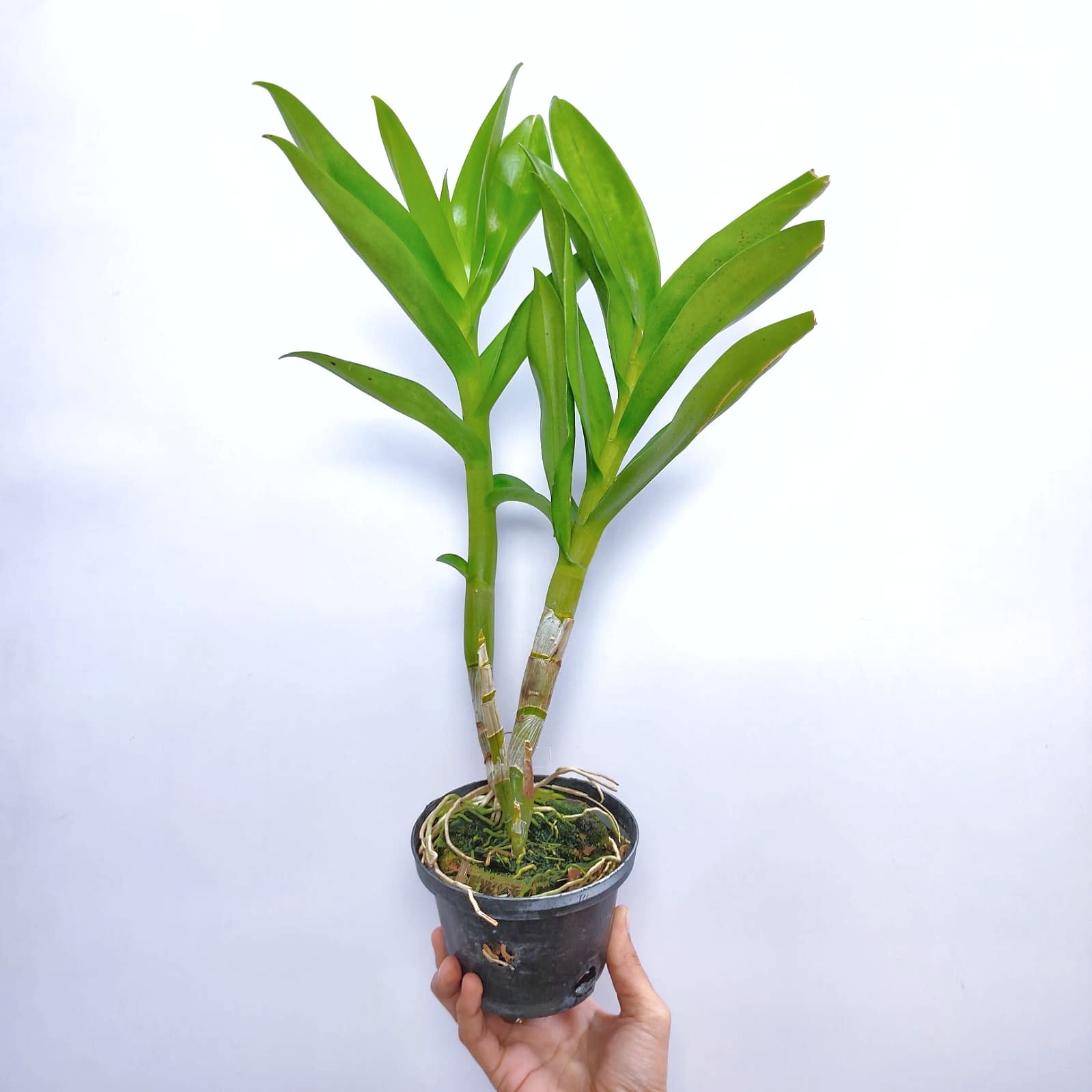 Dendrobium Rabbit Green - Without Flowers | BS - Buy Orchids Plants Online by Orchid-Tree.com