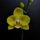 Phalaenopsis OX Sunlight - FF