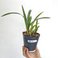 Cymbidium Ensi Canal 'First Lady' - | BS
